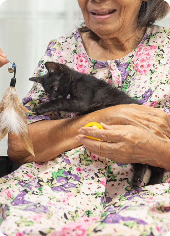 A senior woman holds a small black kitten while playing with a cat toy.