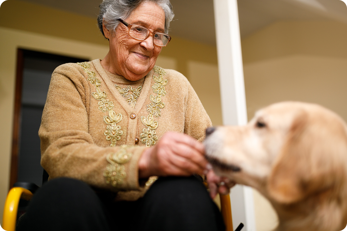 An elderly woman with glasses interacts with a golden retriever, sharing a moment of connection in a cozy indoor setting.